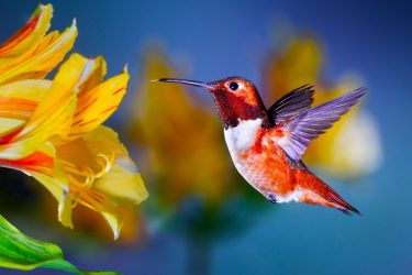 piękne kolory
piękne zdjęcie-super-śliczne-ptaszek ptaszek dobry zakład foto i film